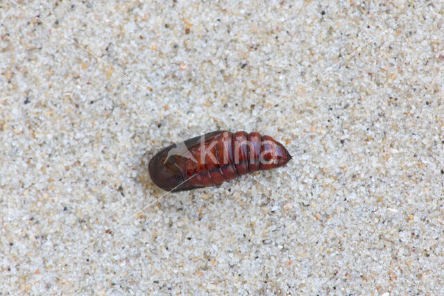 Maagdenuil (Eucarto virgo)