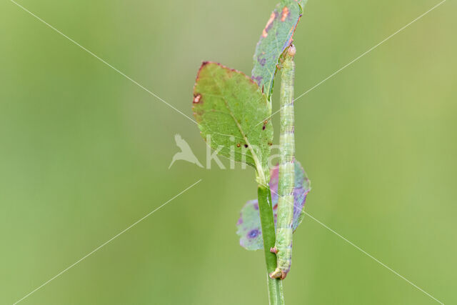 Northern Spinach (Eulithis populata)