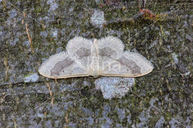 Riband Wave (Idaea aversata)