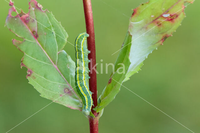 Broom Moth (Ceramica pisi)