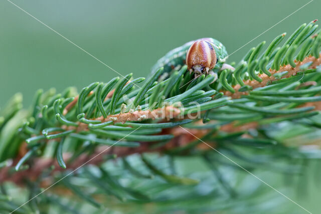 Pine Hawk-moth (Hyloicus pinastri)