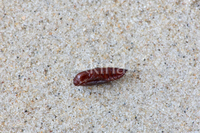 Barred Umber (Plagodis pulveraria)