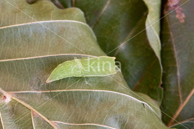 Clay Triple-lines (Cyclophora linearia)