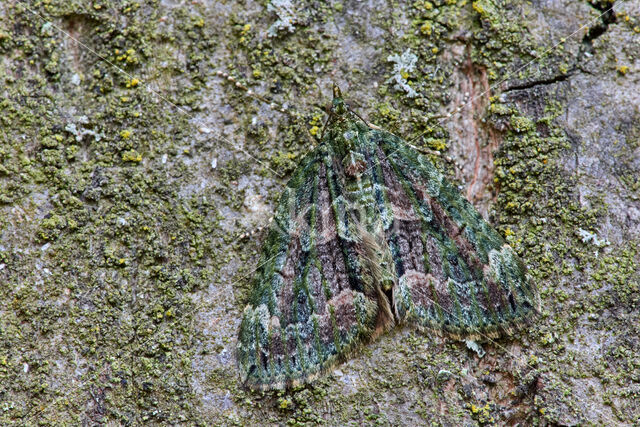 Red-green Carpet (Chloroclysta siterata)