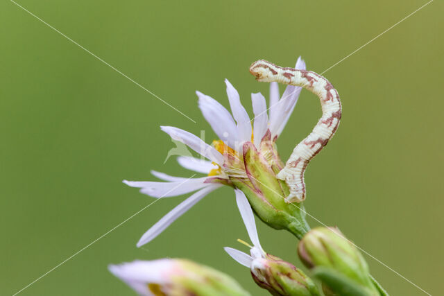 Zwartvlekdwergspanner (Eupithecia centaureata)