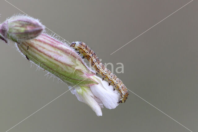Cotton Bollworm (Helicoverpa armigera)