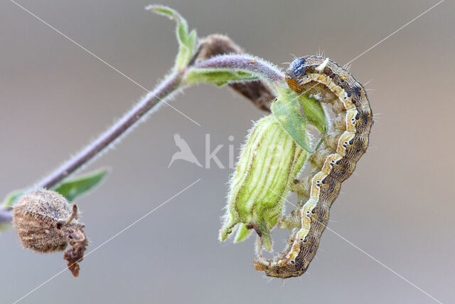 Katoendaguil (Helicoverpa armigera)