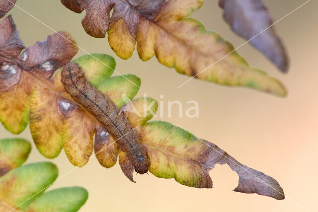 Boogsnuituil (Herminia grisealis)