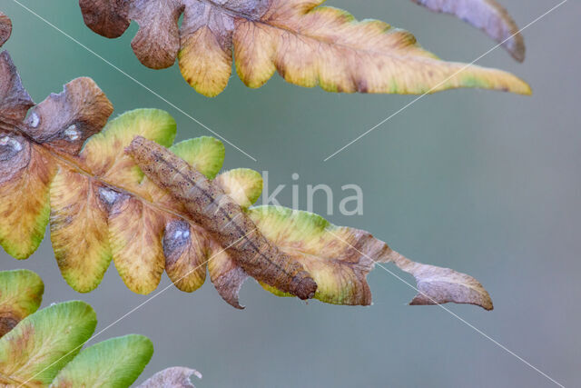 Boogsnuituil (Herminia grisealis)