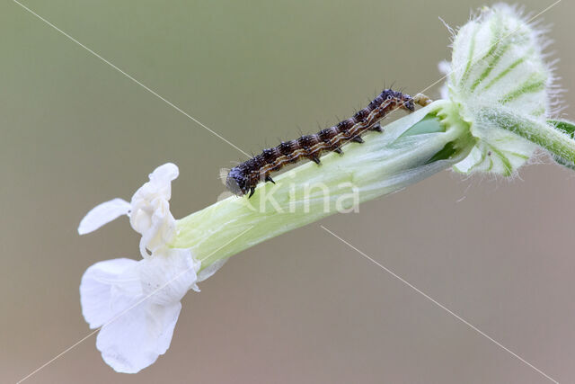 Cotton Bollworm (Helicoverpa armigera)