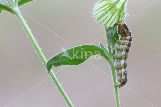 Katoendaguil (Helicoverpa armigera)