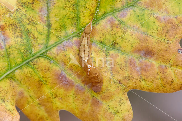 Oak Hook-tip (Watsonalla binaria)
