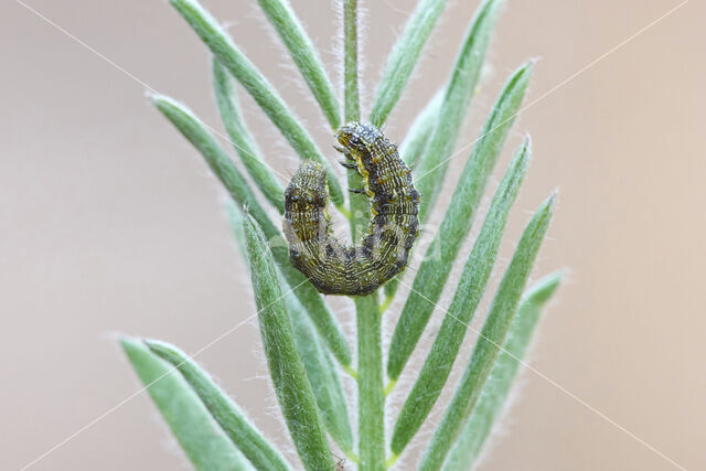 Katoendaguil (Helicoverpa armigera)