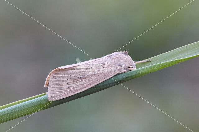 Large Wainscot (Rhizedra lutosa)