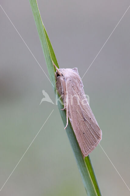 Large Wainscot (Rhizedra lutosa)