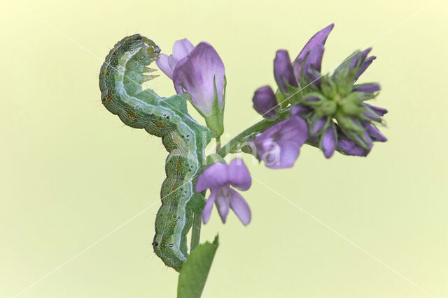 Katoendaguil (Helicoverpa armigera)
