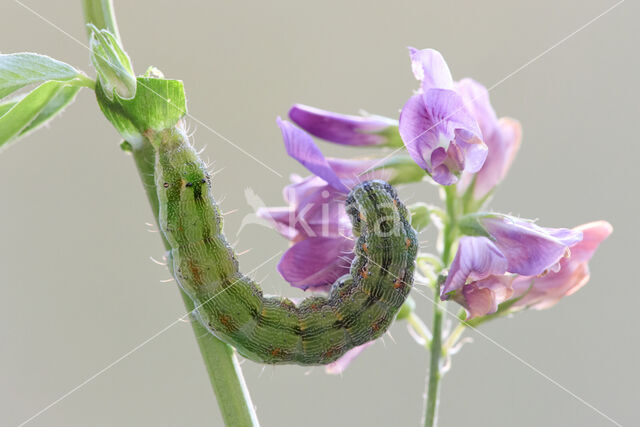 Katoendaguil (Helicoverpa armigera)