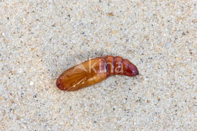 Katoendaguil (Helicoverpa armigera)