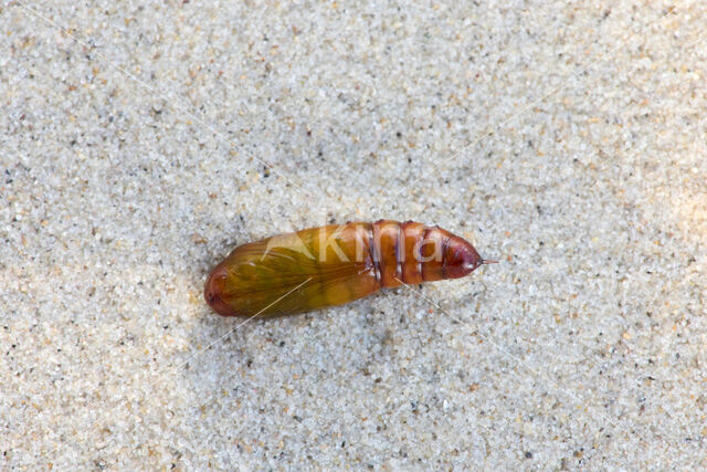 Katoendaguil (Helicoverpa armigera)