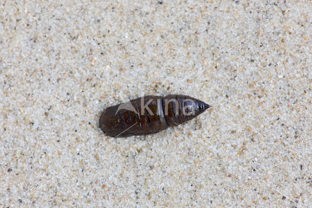 Dennenspanner (Bupalus piniaria)