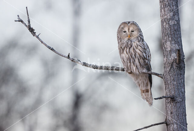 Oeraluil (Strix uralensis)