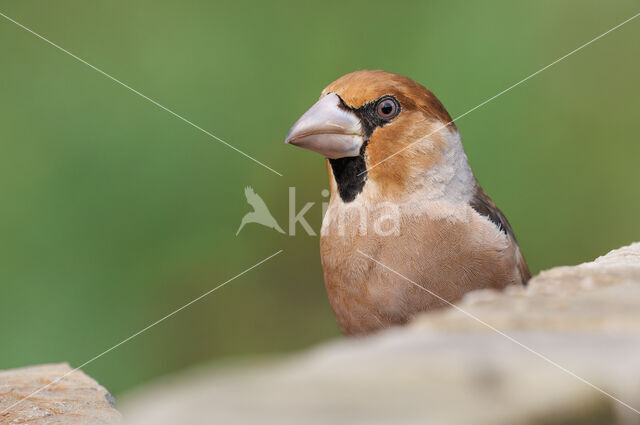 Appelvink (Coccothraustes coccothraustes)