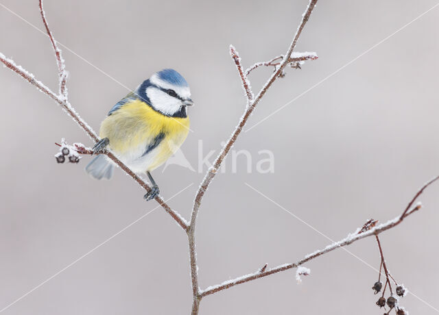 Pimpelmees (Parus caeruleus)