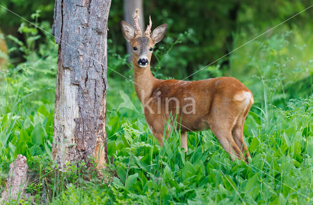 Ree (Capreolus capreolus)
