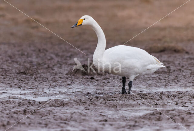 Wilde Zwaan (Cygnus cygnus)
