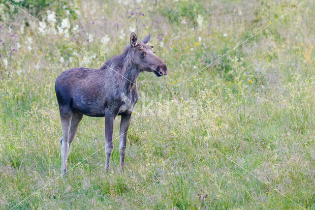 Eland (Alces alces)