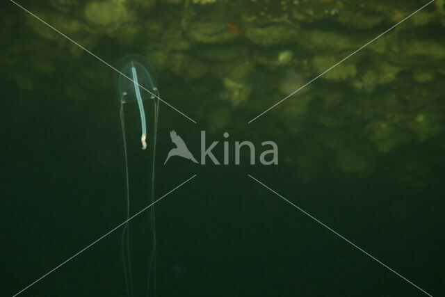 clapper hydromedusa (Sarsia tubulosa)