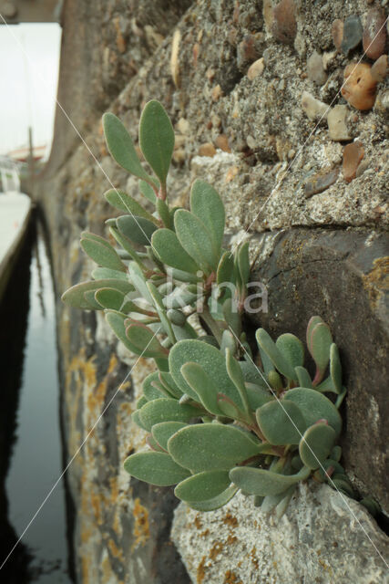 Gewone zoutmelde (Atriplex portulacoides)