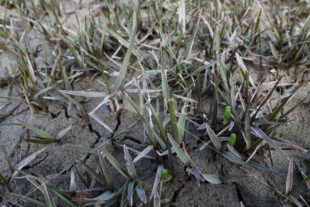 Engels slijkgras (Spartina anglica)