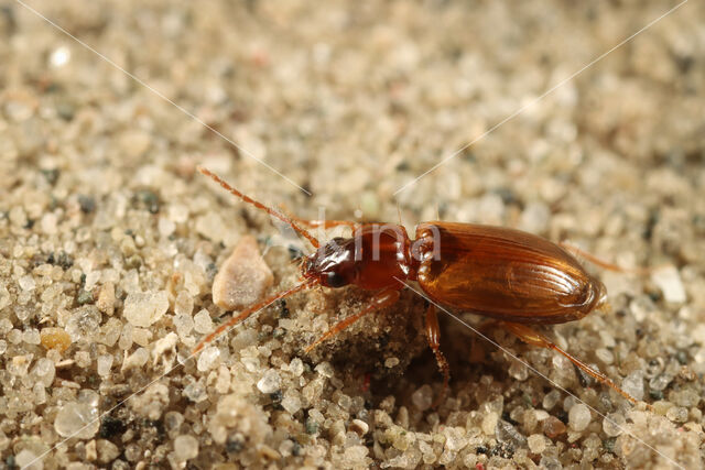 Akkerboogje (Trechus quadristriatus)