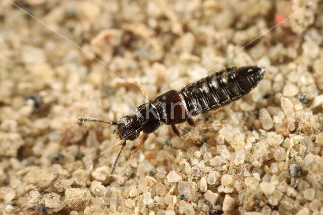 Anotylus inustus