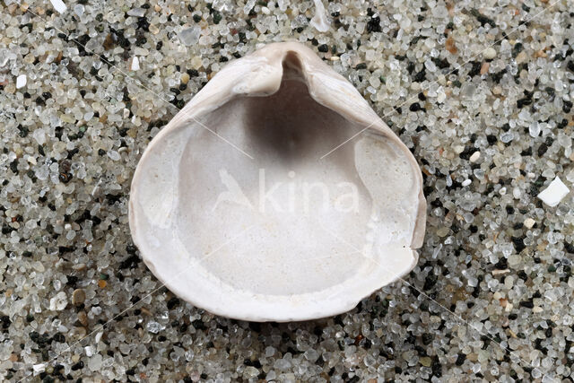 Varicorbula gibba