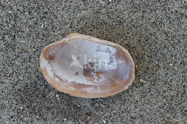 Venerupis corrugata