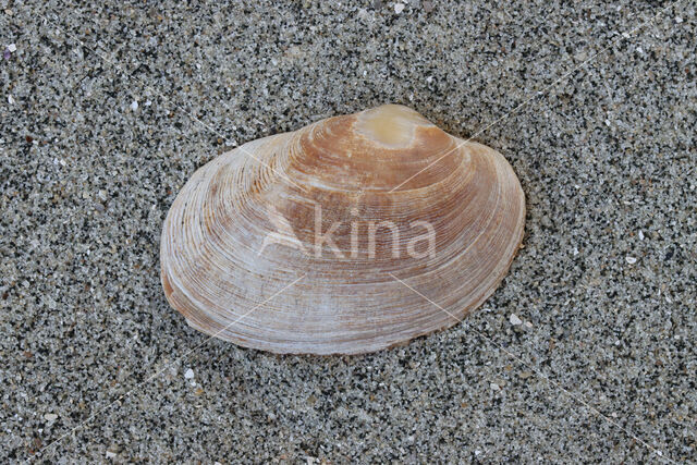 Tapijtschelp (Venerupis corrugata)