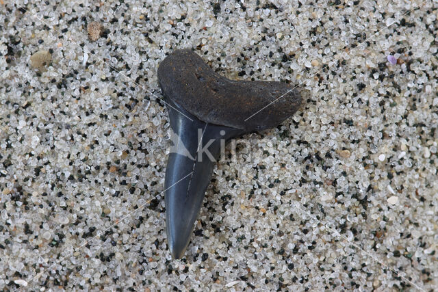 Kortvin Makreelhaai (Isurus oxyrinchus)