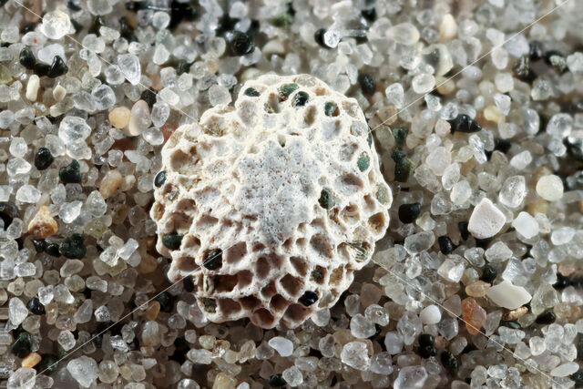 Cupuladria haidingeri