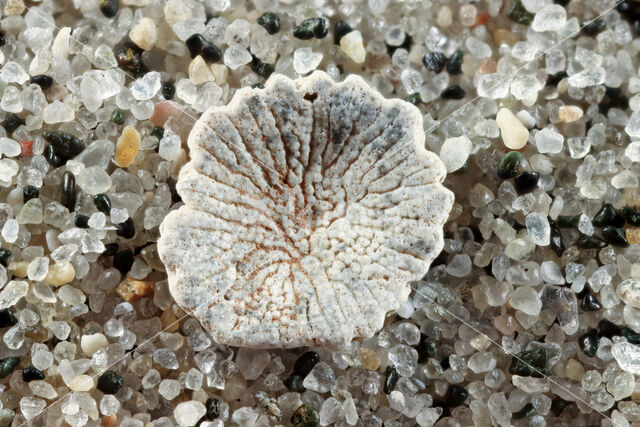 Cupuladria haidingeri