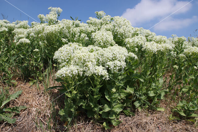 Hoary Cress (Lepidium draba)
