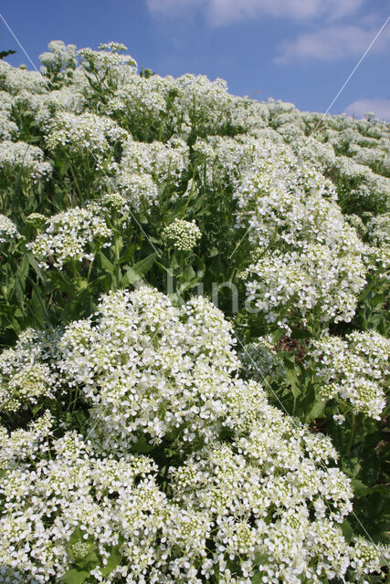 Pijlkruidkers (Lepidium draba)