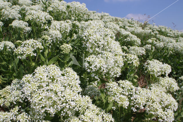 Pijlkruidkers (Lepidium draba)