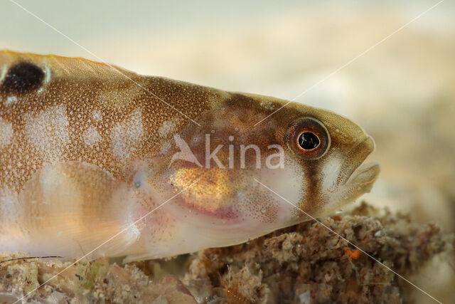 Butterfish (Pholis gunnellus)