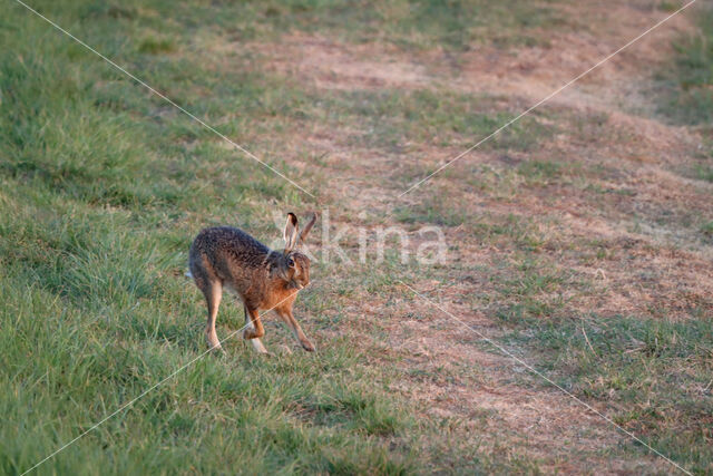 Haas (Lepus europaeus)
