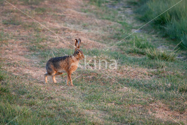 Haas (Lepus europaeus)