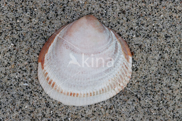 Noorse hartschelp (Laevicardium crassum)