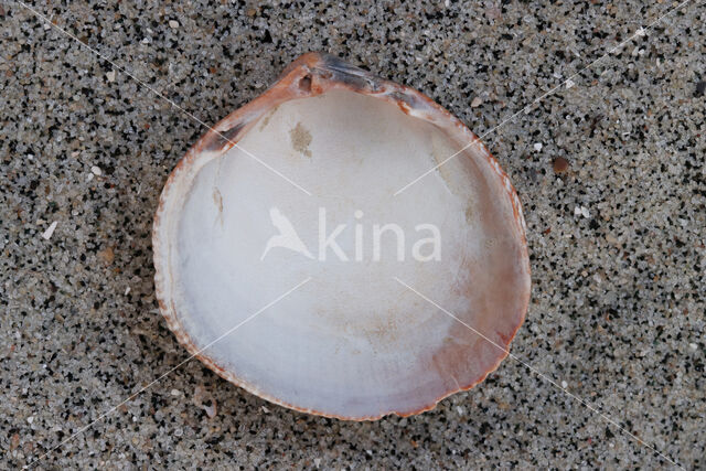 Smooth Cockle (Laevicardium crassum)