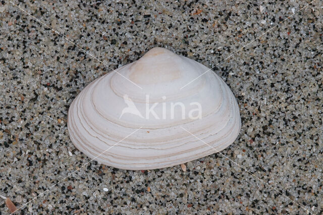 Spisula inaequilatera
